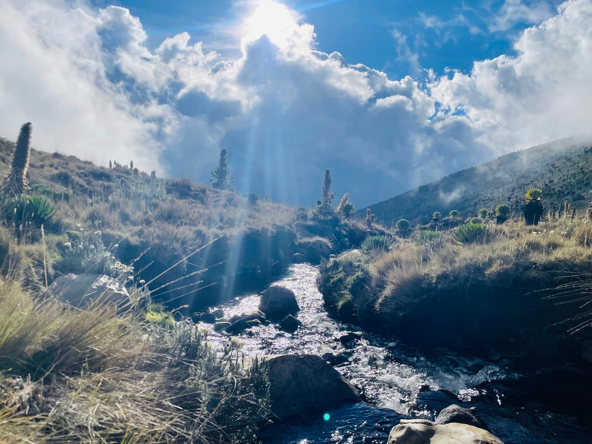 Sunbeams over a high-moorland stream lined with giant groundsels