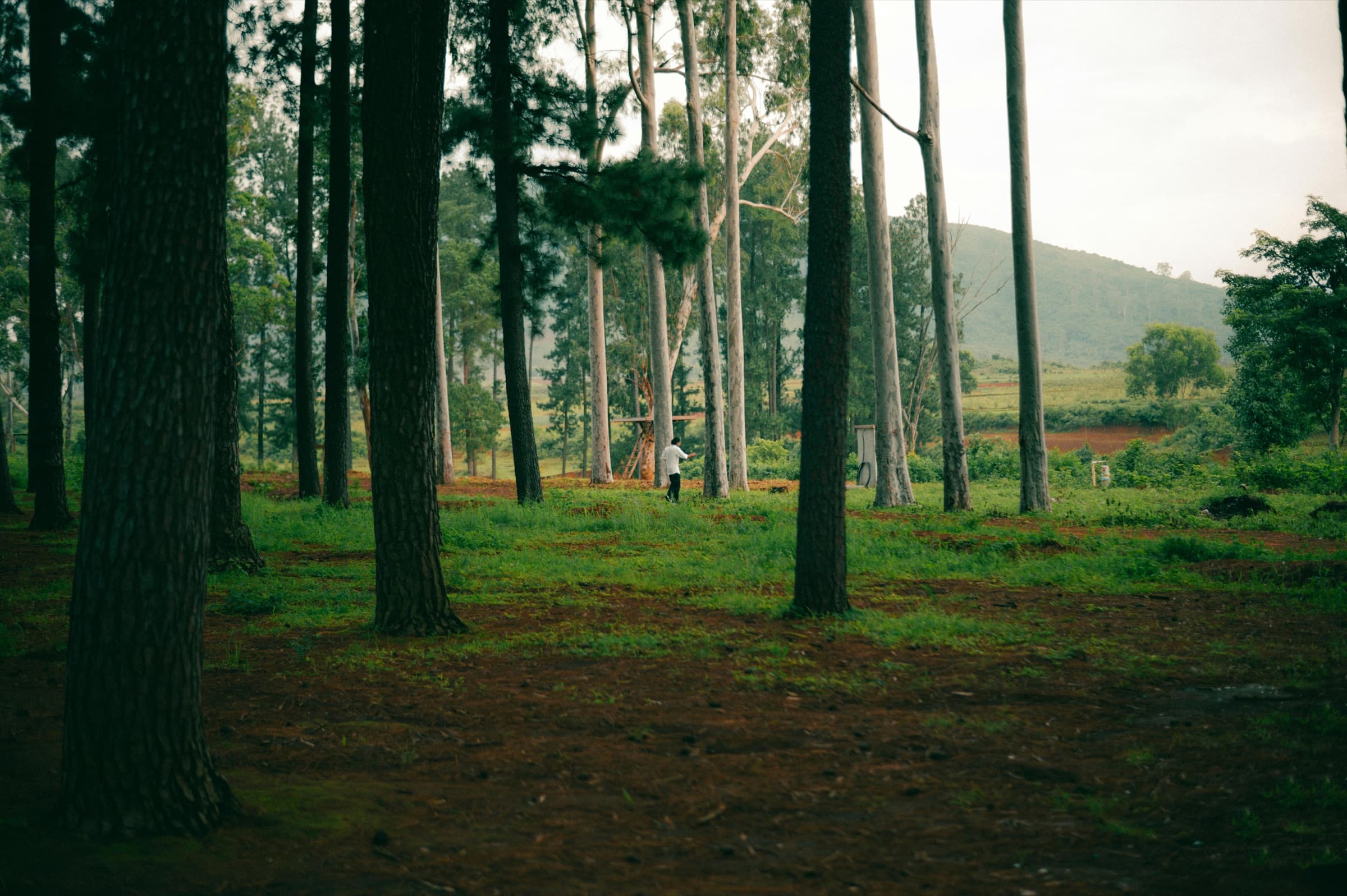 A walker dwarfed by tall pines on a forest trail