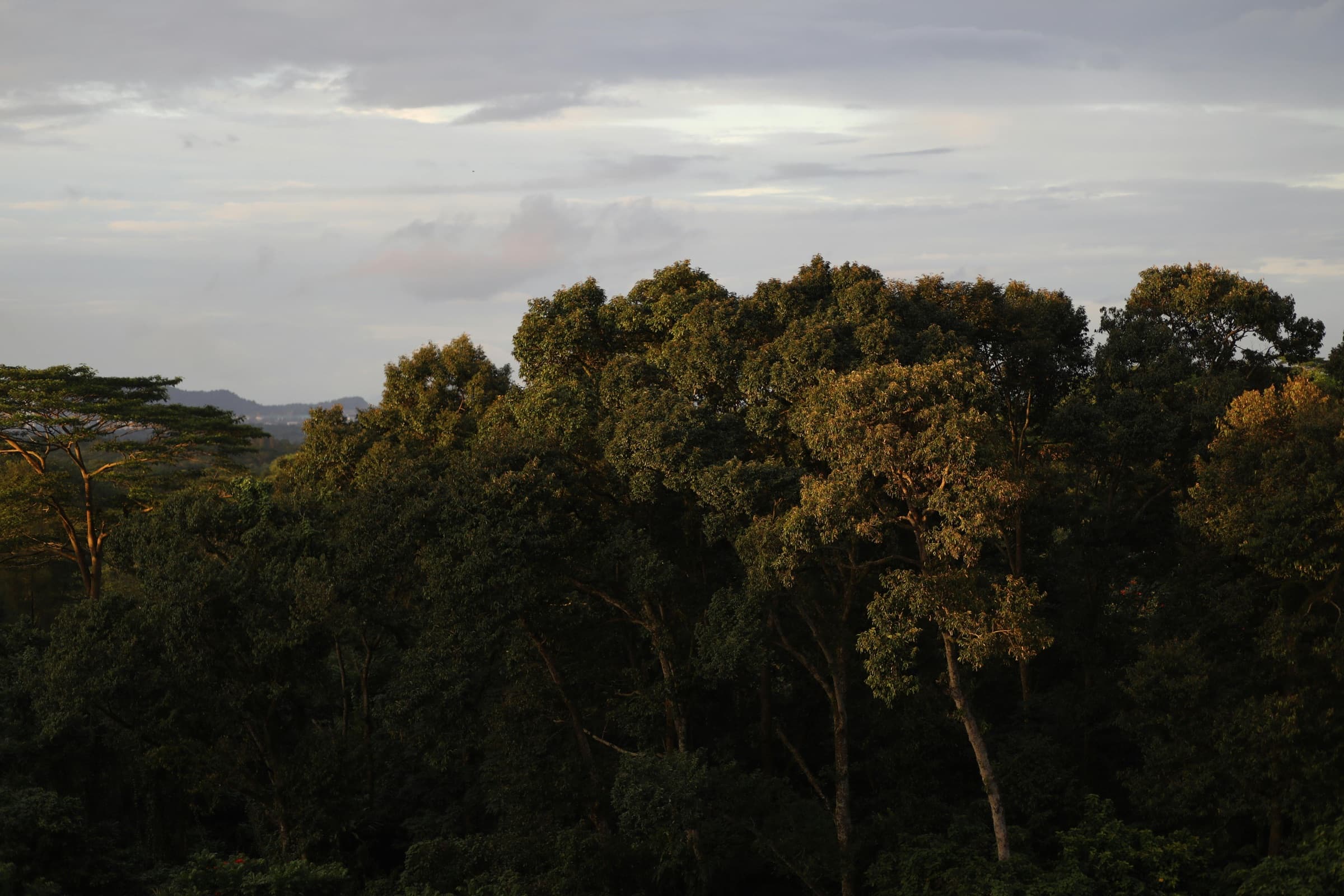 Aberdare forest canopy at golden hour